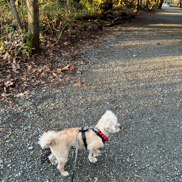 Handcrafted Beaded Dog Collar - The Poppy - Candy Red Acrylic Beads - Picture 6 of 15